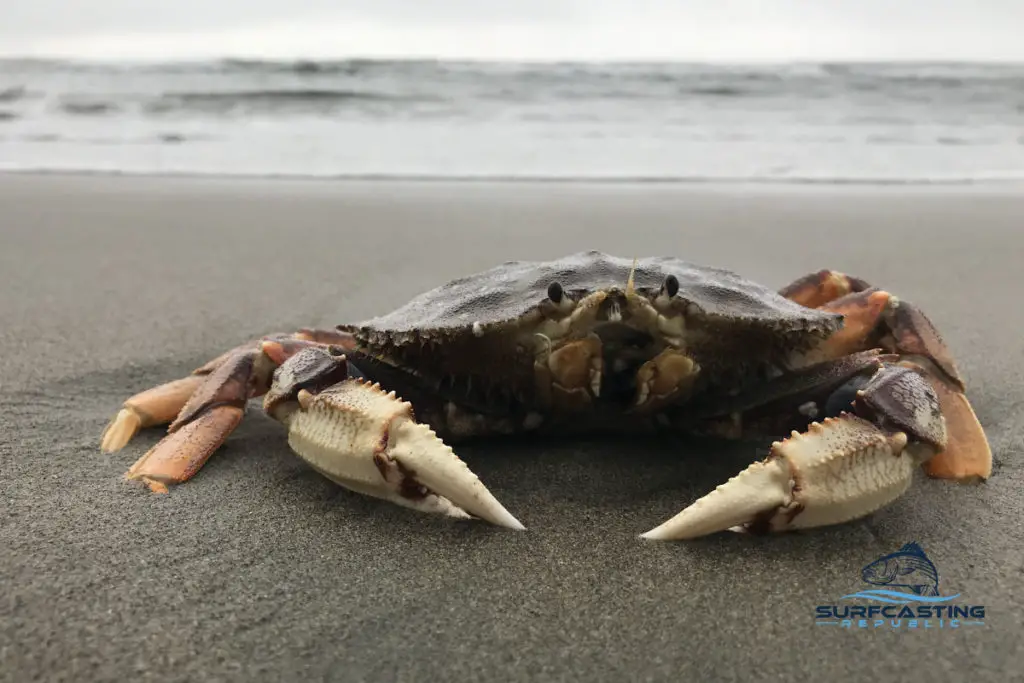 Can You Catch Dungeness Crabs At Night? Surfcasting Republic