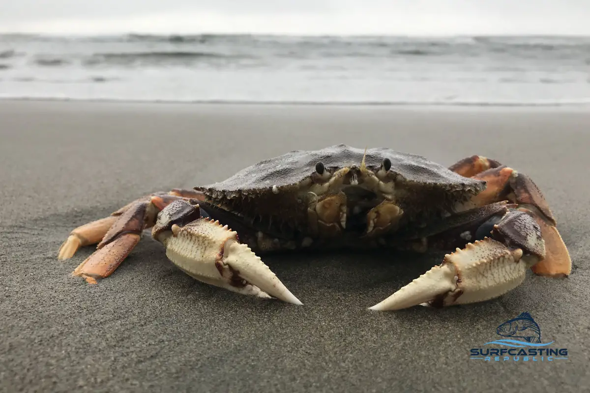dungeness Crab