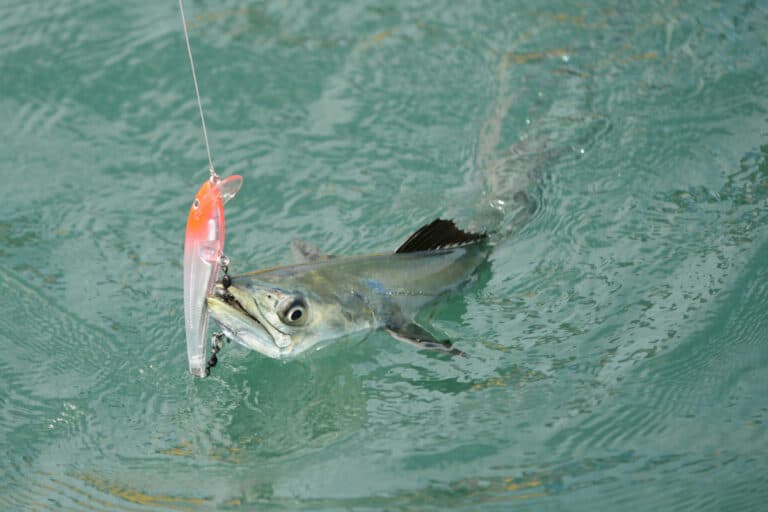 11 Best Fluorocarbon Line The Best Fishing Leader Surfcasting Republic