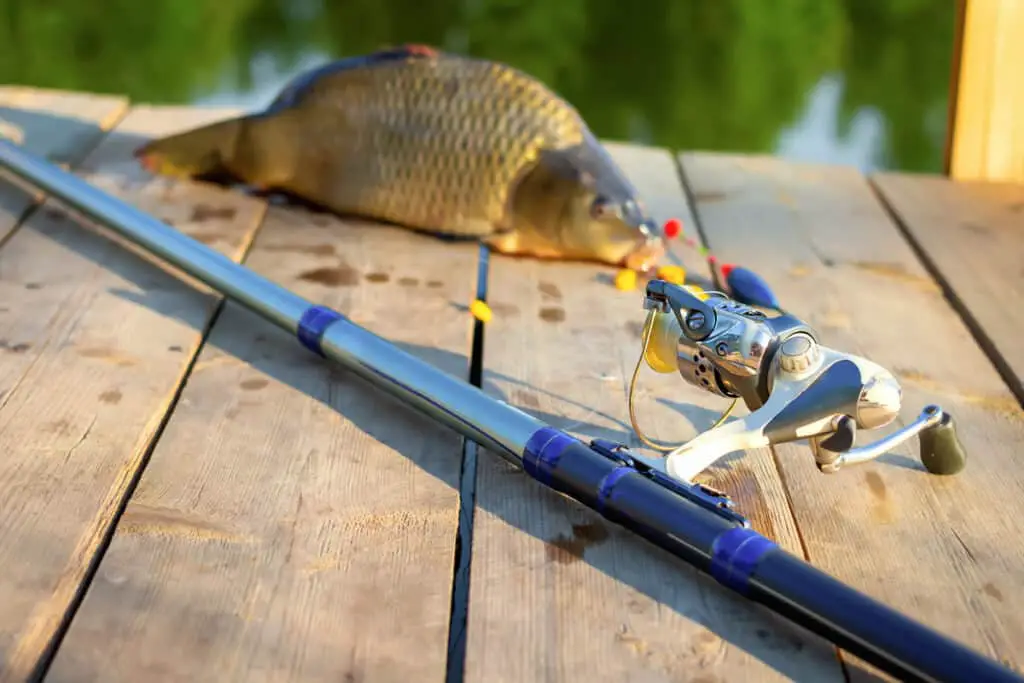 Can I Use Carp Rod For Surf Fishing? – Surfcasting Republic
