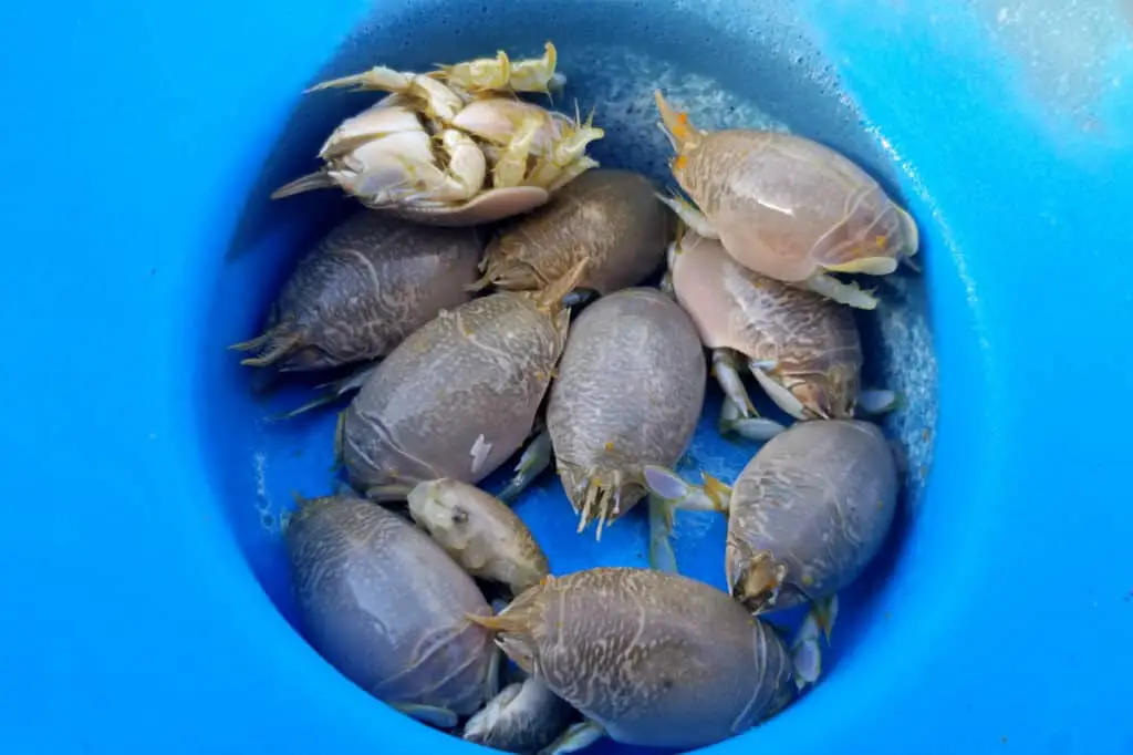 What Is the Best Bait For Surf Fishing At Night? Surfcasting Republic